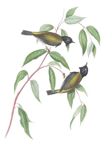 Volume IV, plate 75 of Gould's The Birds of Australia: Black-headed Honeyeater (Melithreptus affinis)