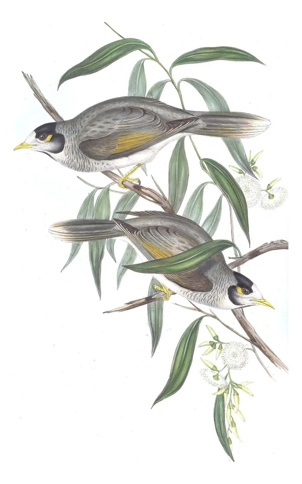 Volume IV, plate 76 of Gould's The Birds of Australia: Noisy Miner (Manorina melanocephala)