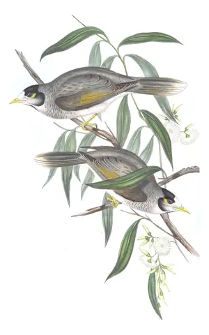 Volume IV, plate 76 of Gould's The Birds of Australia: Noisy Miner (Manorina melanocephala)