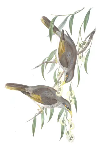 Volume IV, plate 77 of Gould's The Birds of Australia: Yellow-throated Miner (Manorina flavigula)