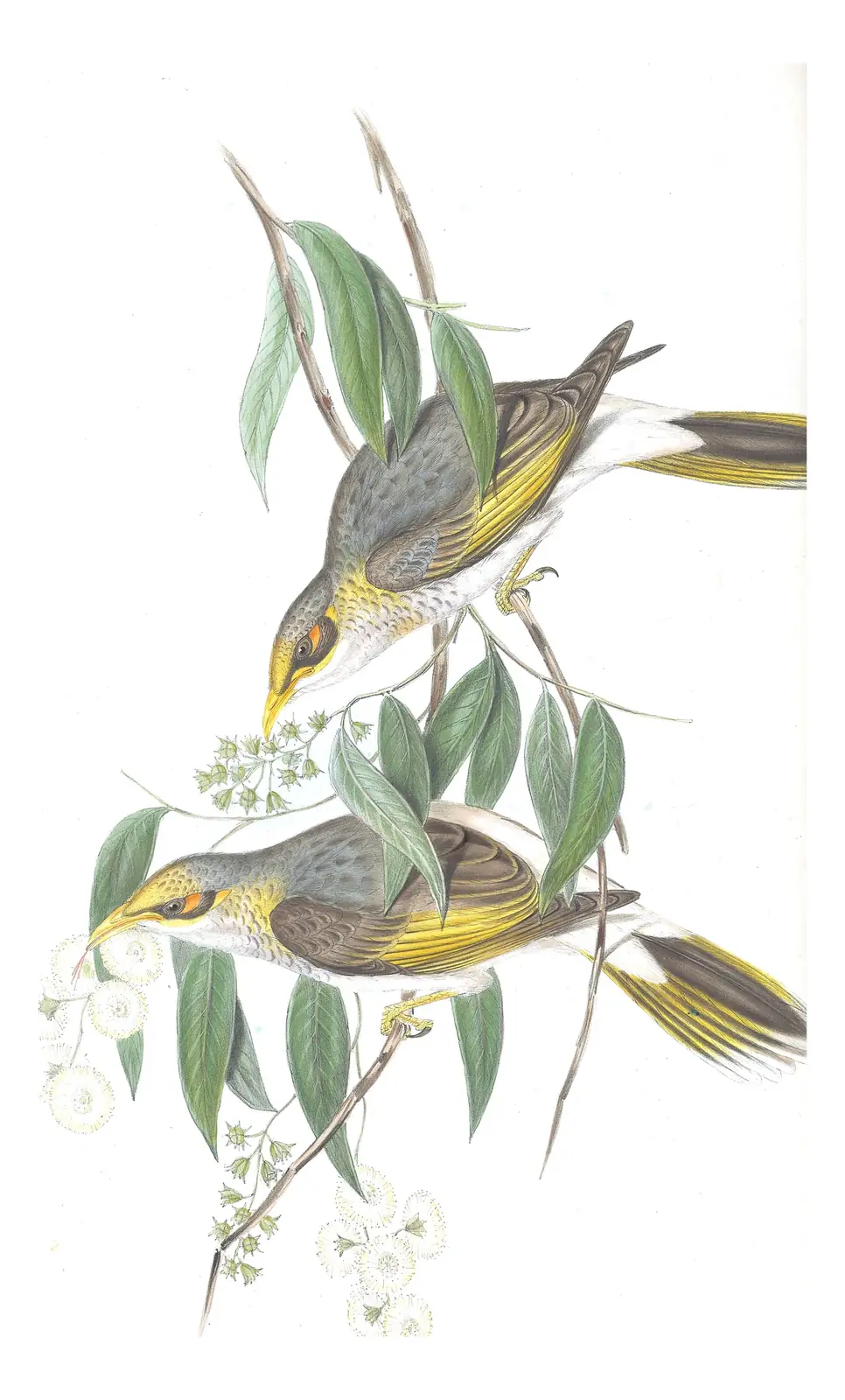 Volume IV, plate 78 of Gould's The Birds of Australia: Yellow-throated Miner (Manorina flavigula)