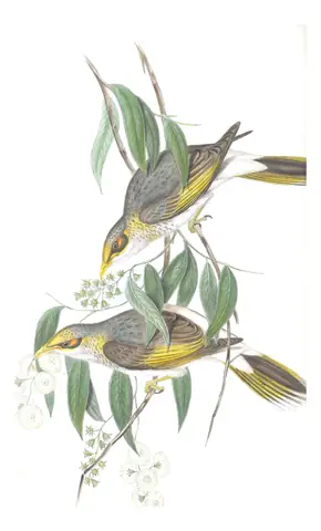 Volume IV, plate 78 of Gould's The Birds of Australia: Yellow-throated Miner (Manorina flavigula)