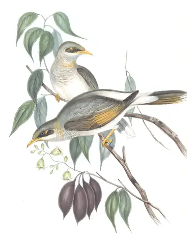 Volume IV, plate 79 of Gould's The Birds of Australia: Yellow-throated Miner (Manorina flavigula)