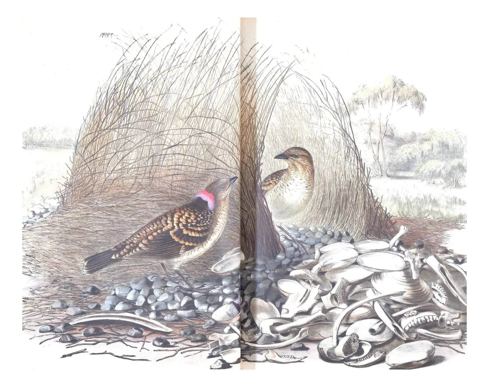 Volume IV, plate 8 of Gould's The Birds of Australia: Spotted Bowerbird (Chlamydera maculata)