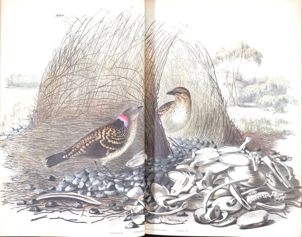 The whole sheet of volume IV, plate 8, with its engraved caption