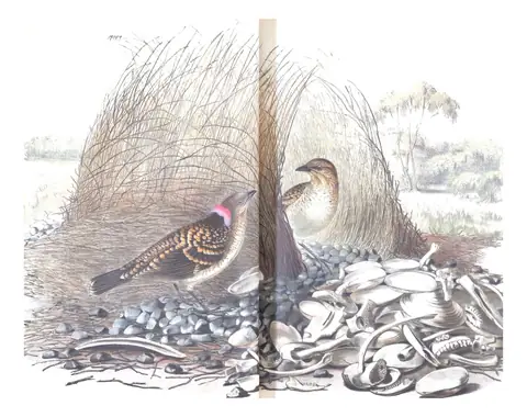 Volume IV, plate 8 of Gould's The Birds of Australia: Spotted Bowerbird (Chlamydera maculata)