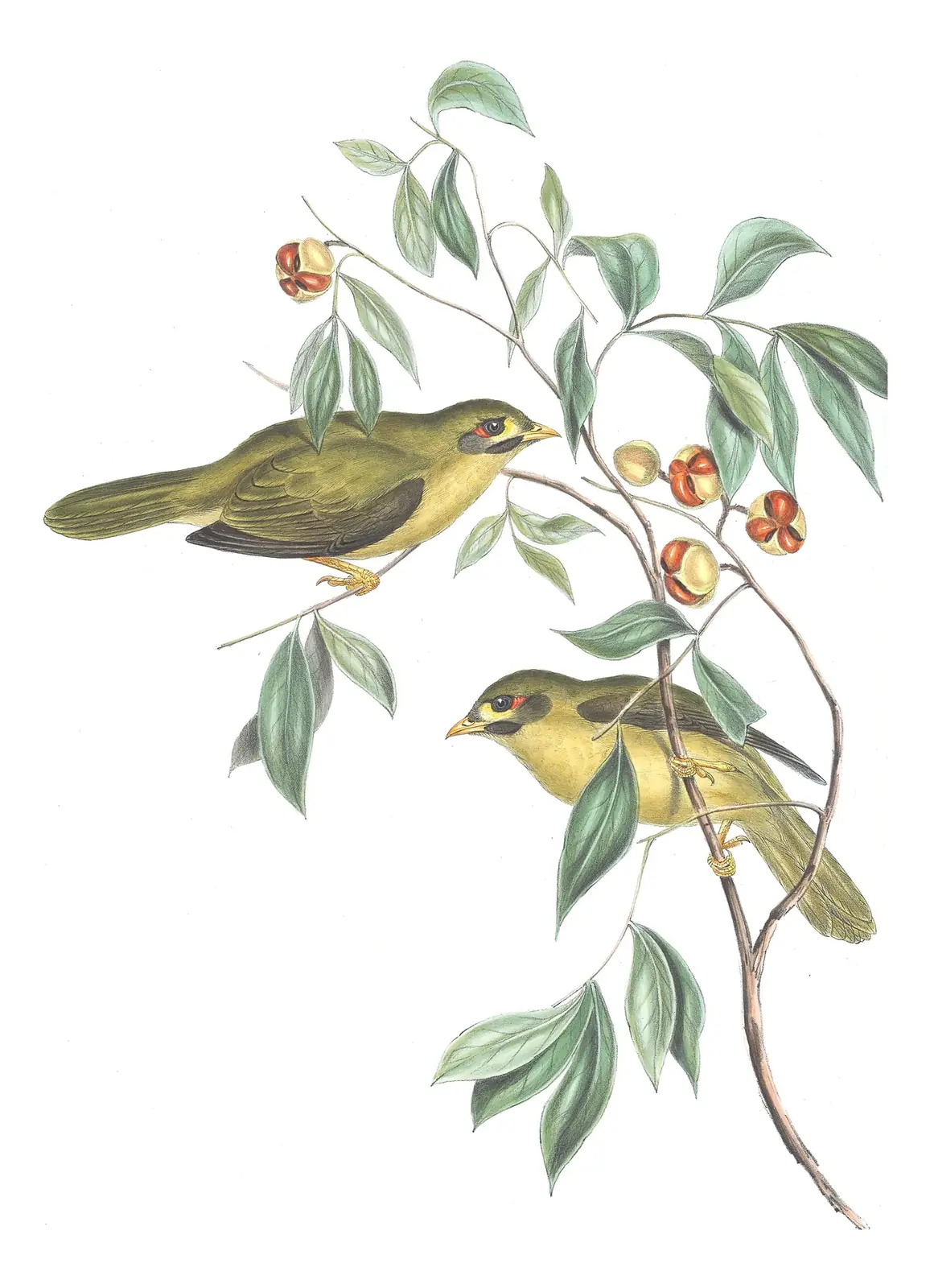 Volume IV, plate 80 of Gould's The Birds of Australia: Bell Miner (Manorina melanophrys)