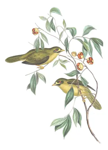 Volume IV, plate 80 of Gould's The Birds of Australia: Bell Miner (Manorina melanophrys)