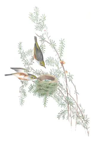 Volume IV, plate 81 of Gould's The Birds of Australia: Silvereye (Zosterops lateralis)