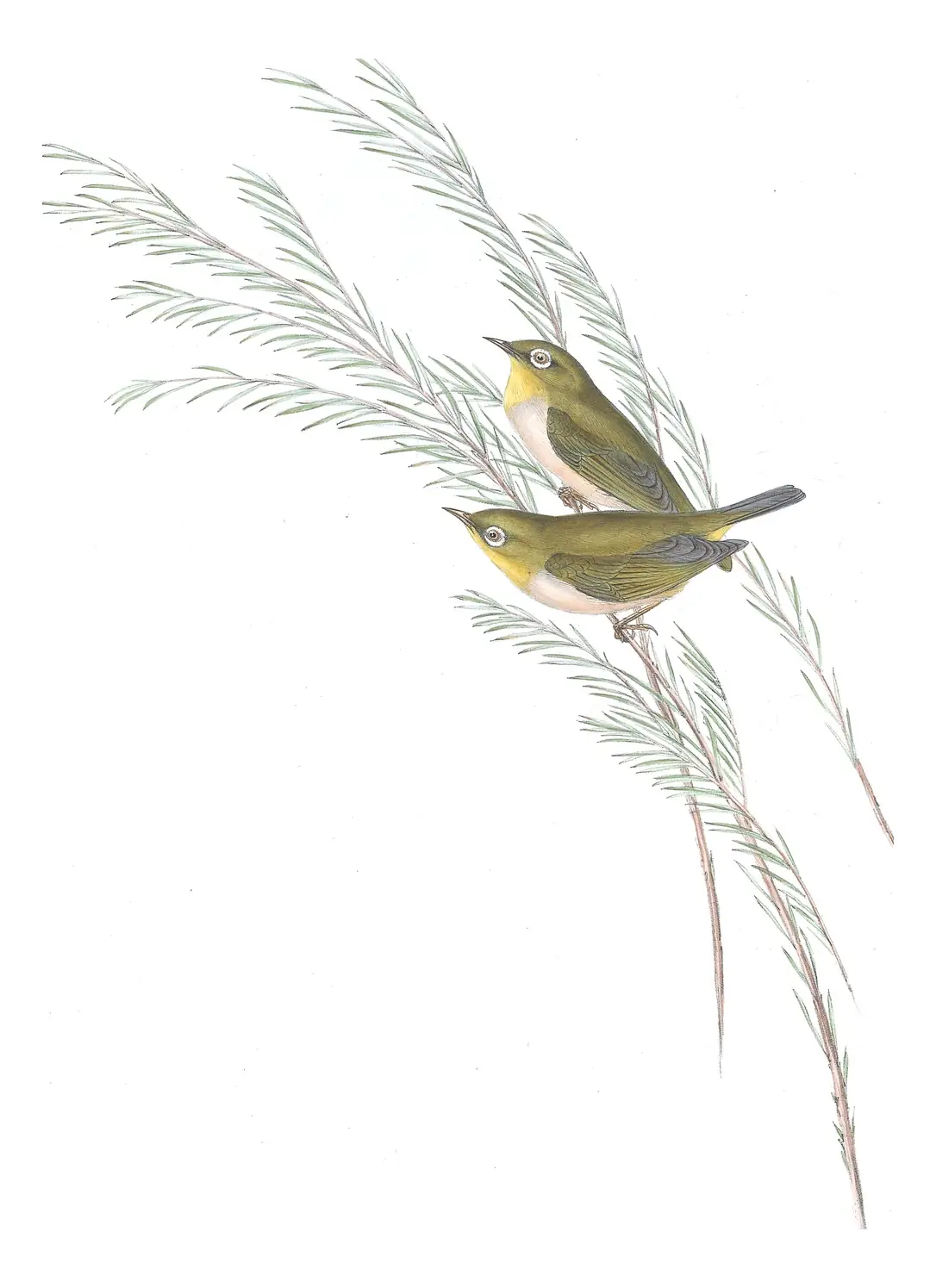 Volume IV, plate 82 of Gould's The Birds of Australia: Silvereye (Zosterops lateralis)
