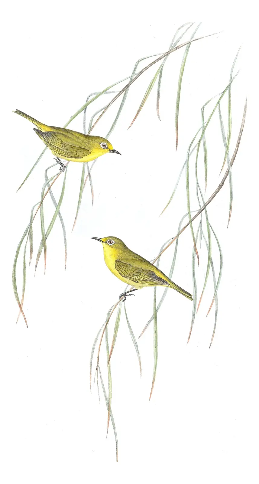Volume IV, plate 83 of Gould's The Birds of Australia: Australian Yellow White-eye (Zosterops luteus)