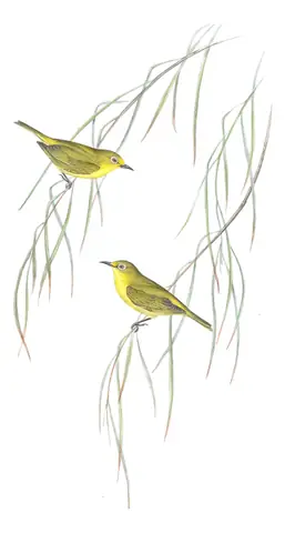 Volume IV, plate 83 of Gould's The Birds of Australia: Australian Yellow White-eye (Zosterops luteus)