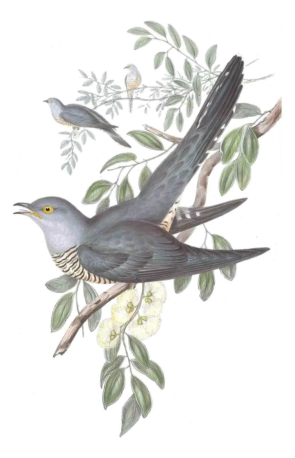 Volume IV, plate 84 of Gould's The Birds of Australia: Oriental Cuckoo (Cuculus optatus)