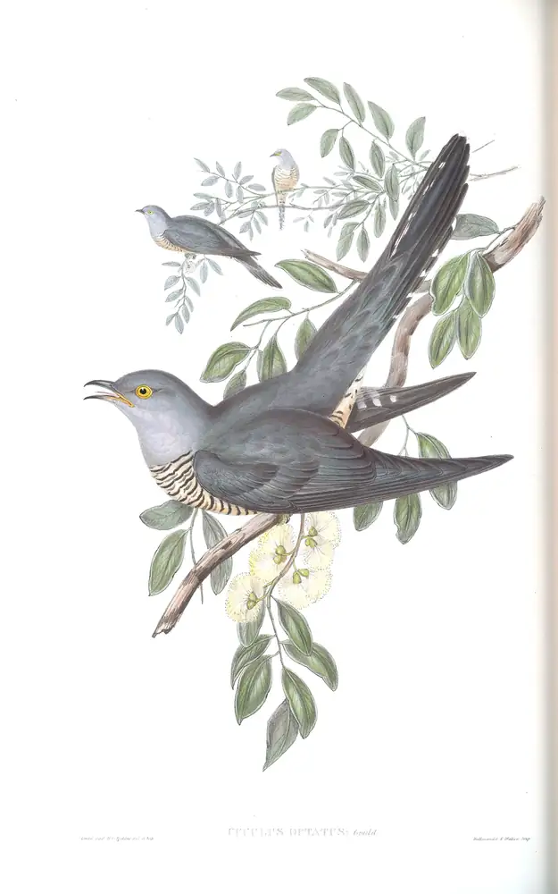 The whole sheet of volume IV, plate 84, with its engraved caption