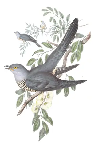 Volume IV, plate 84 of Gould's The Birds of Australia: Oriental Cuckoo (Cuculus optatus)
