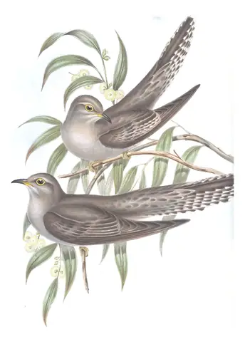 Volume IV, plate 85 of Gould's The Birds of Australia: Pallid Cuckoo (Heteroscenes pallidus)