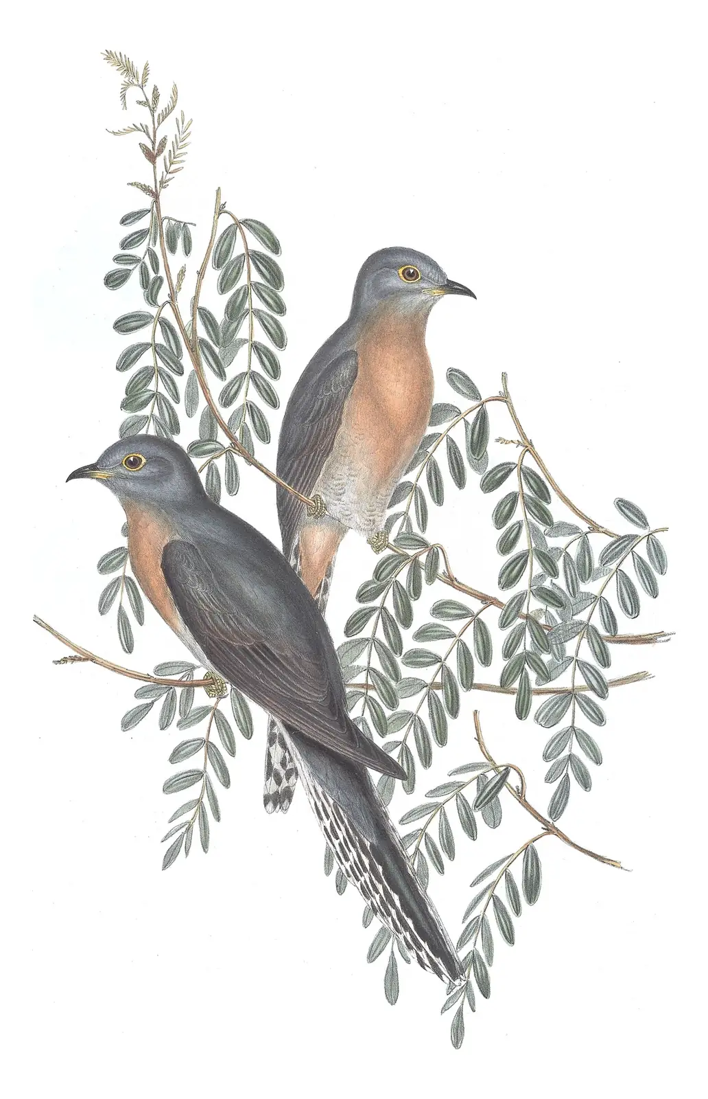 Volume IV, plate 86 of Gould's The Birds of Australia: Fan-tailed Cuckoo (Cacomantis flabelliformis)