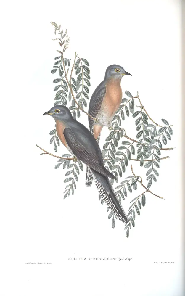 The whole sheet of volume IV, plate 86, with its engraved caption