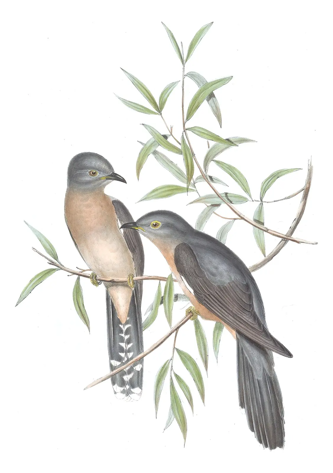 Volume IV, plate 87 of Gould's The Birds of Australia: Sahul Brush Cuckoo (Cacomantis variolosus)