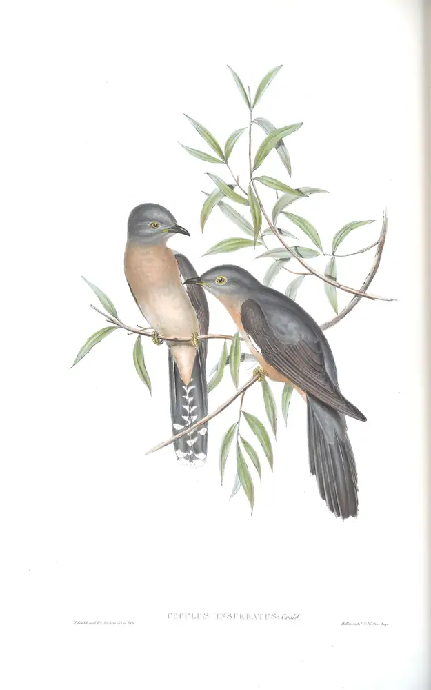 The whole sheet of volume IV, plate 87, with its engraved caption