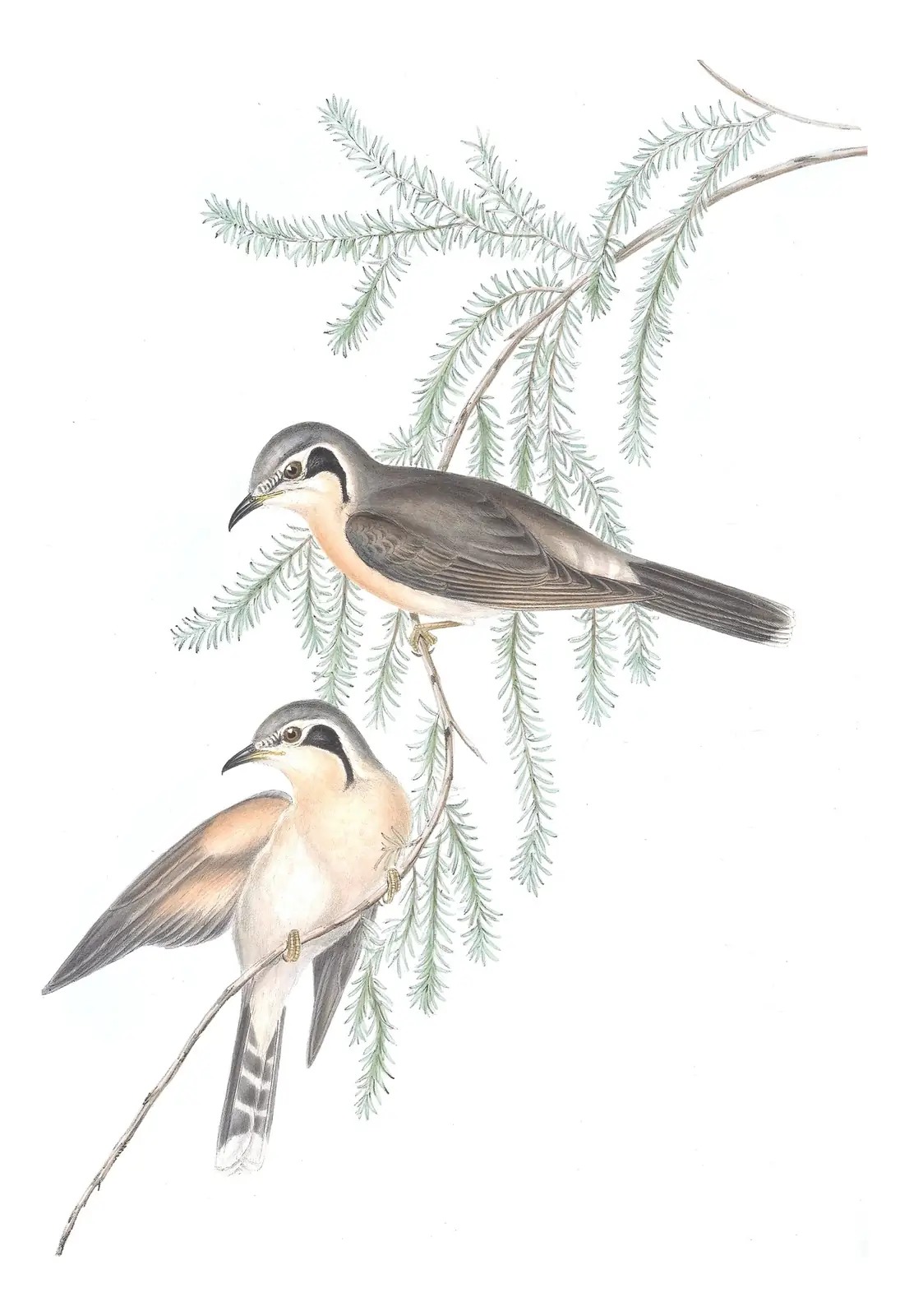 Volume IV, plate 88 of Gould's The Birds of Australia: Black-eared Cuckoo (Chalcites osculans)