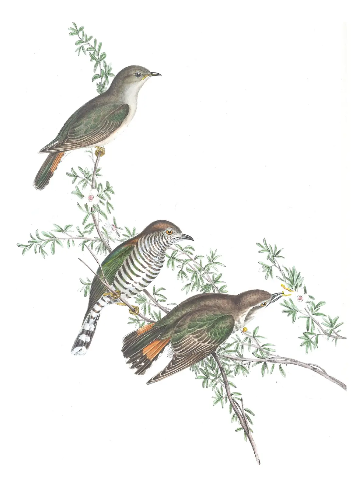 Volume IV, plate 89 of Gould's The Birds of Australia: Shining Bronze-Cuckoo (Chalcites lucidus)
