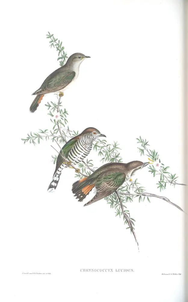 The whole sheet of volume IV, plate 89, with its engraved caption