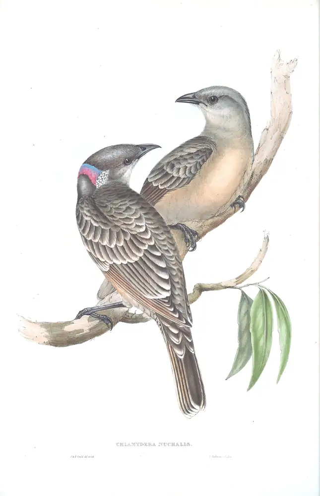 The whole sheet of volume IV, plate 9, with its engraved caption