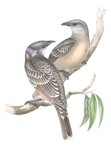 Volume IV, plate 9 of Gould's The Birds of Australia: Great Bowerbird (Chlamydera nuchalis)