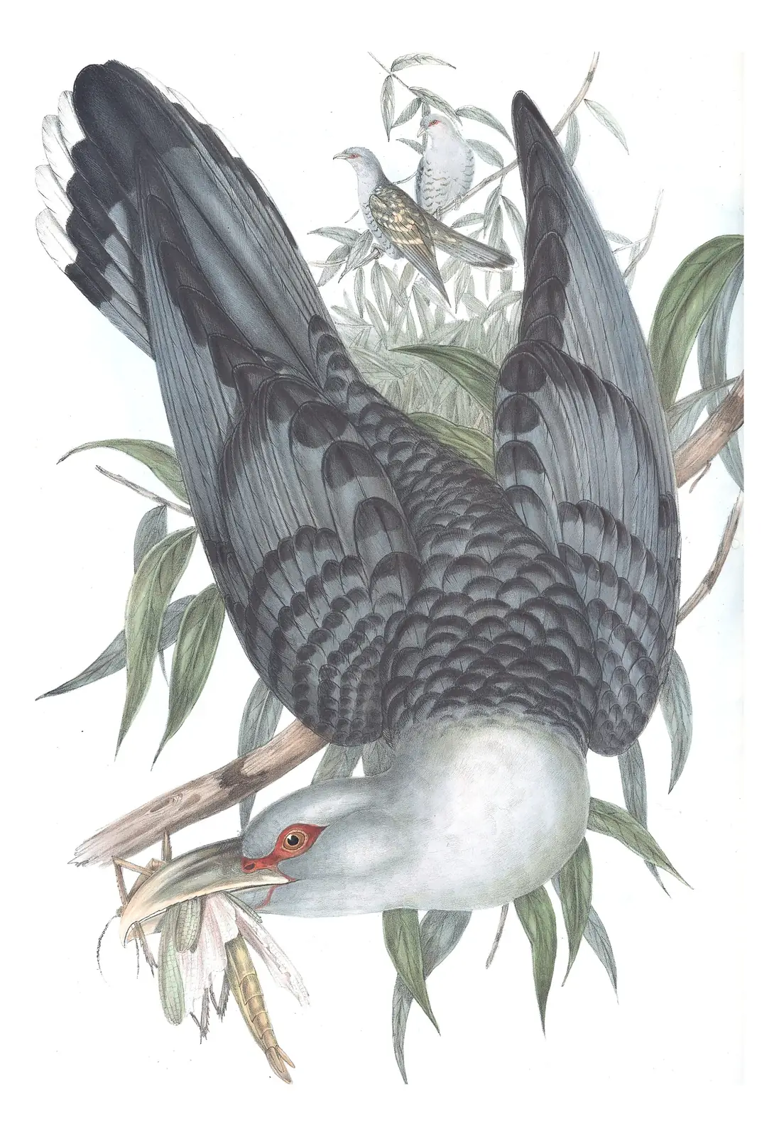 Volume IV, plate 90 of Gould's The Birds of Australia: Channel-billed Cuckoo (Scythrops novaehollandiae)