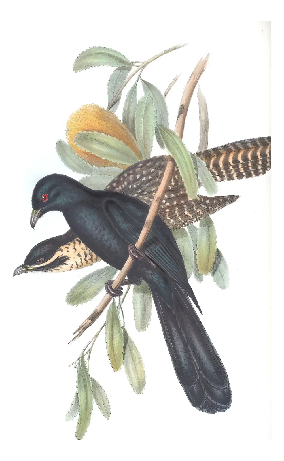 Volume IV, plate 91 of Gould's The Birds of Australia: Pacific Koel (Eudynamys orientalis)