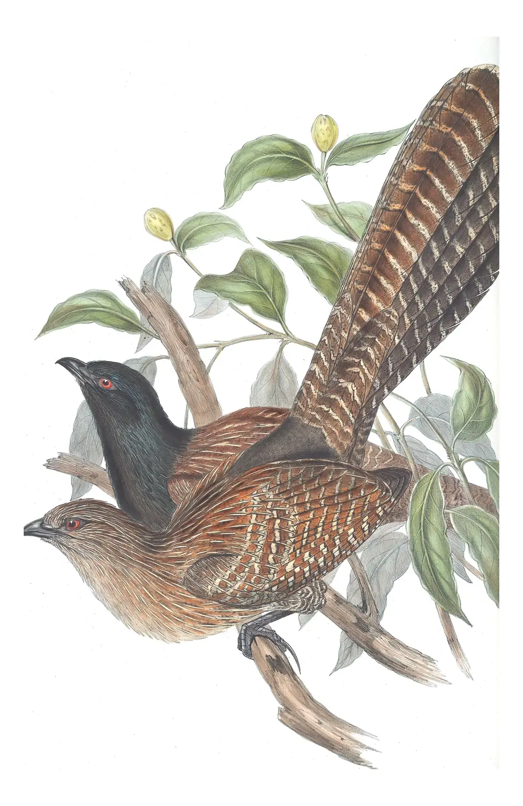 Volume IV, plate 92 of Gould's The Birds of Australia: Pheasant Coucal (Centropus phasianinus)
