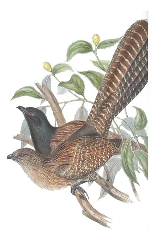 Volume IV, plate 92 of Gould's The Birds of Australia: Pheasant Coucal (Centropus phasianinus)