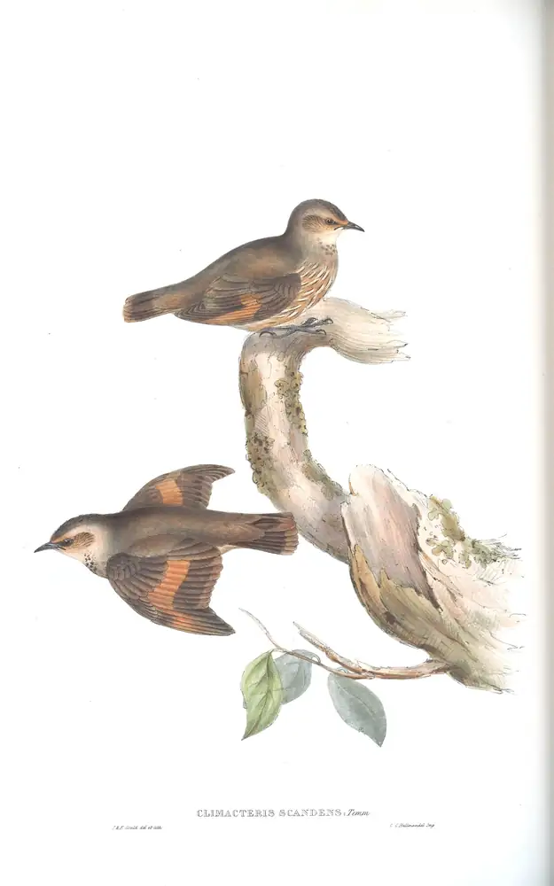The whole sheet of volume IV, plate 93, with its engraved caption