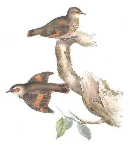 Volume IV, plate 93 of Gould's The Birds of Australia: Brown Treecreeper (Climacteris picumnus)