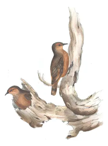 Volume IV, plate 94 of Gould's The Birds of Australia: Rufous Treecreeper (Climacteris rufus)