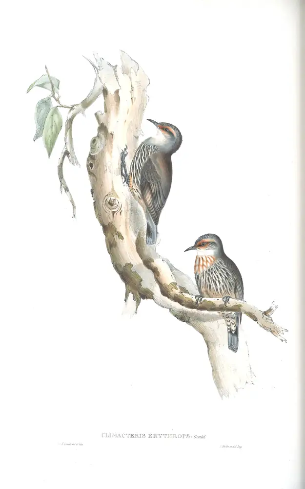 The whole sheet of volume IV, plate 95, with its engraved caption