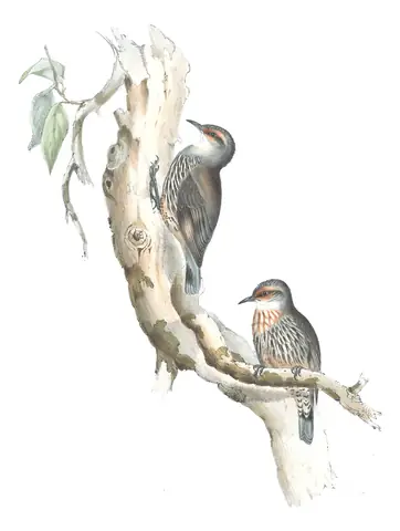 Volume IV, plate 95 of Gould's The Birds of Australia: Red-browed Treecreeper (Climacteris erythrops)