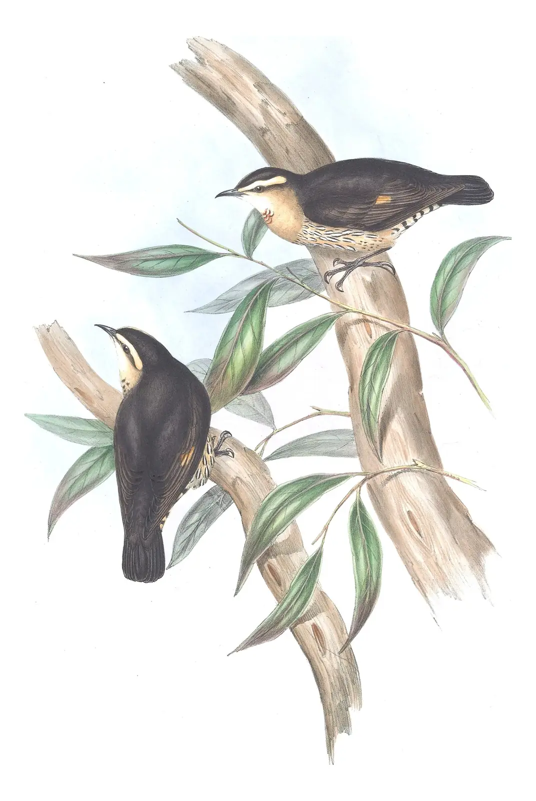Volume IV, plate 96 of Gould's The Birds of Australia: Brown Treecreeper (Climacteris picumnus)