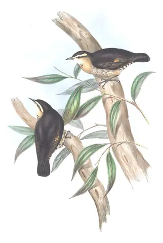 Volume IV, plate 96 of Gould's The Birds of Australia: Brown Treecreeper (Climacteris picumnus)