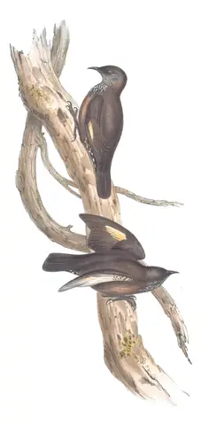 Volume IV, plate 97 of Gould's The Birds of Australia: Black-tailed Treecreeper (Climacteris melanurus)