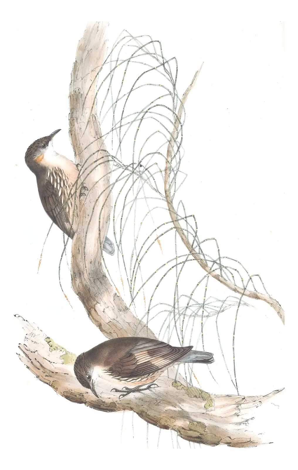 Volume IV, plate 98 of Gould's The Birds of Australia: White-throated Treecreeper (Cormobates leucophaea)