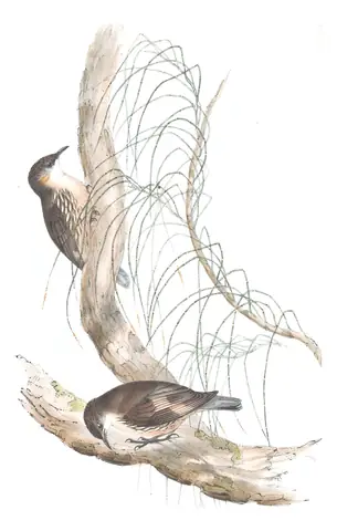 Volume IV, plate 98 of Gould's The Birds of Australia: White-throated Treecreeper (Cormobates leucophaea)