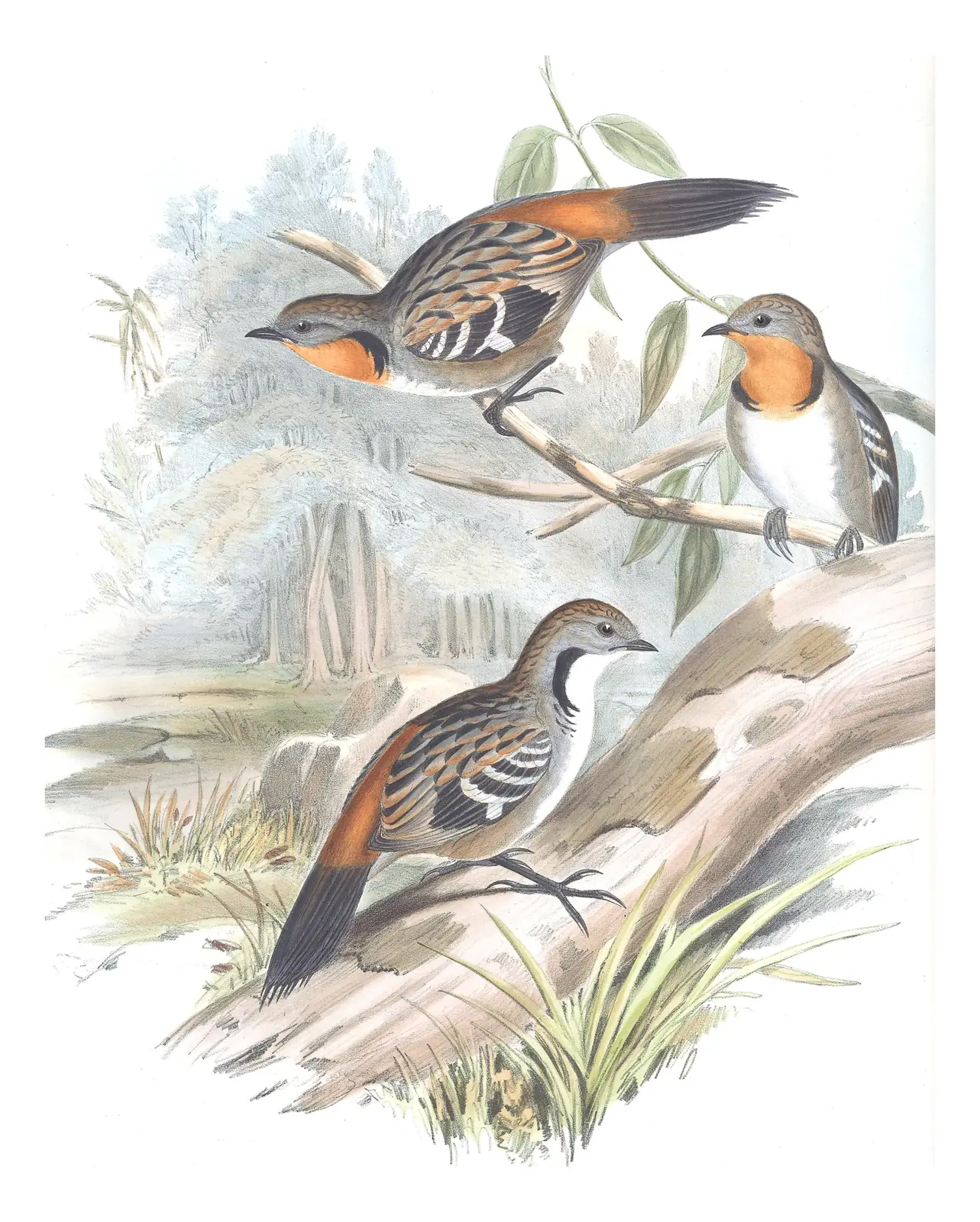 Volume IV, plate 99 of Gould's The Birds of Australia: Australian Logrunner (Orthonyx temminckii)