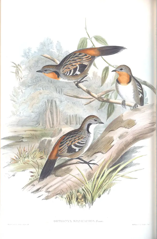 The whole sheet of volume IV, plate 99, with its engraved caption
