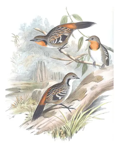 Volume IV, plate 99 of Gould's The Birds of Australia: Australian Logrunner (Orthonyx temminckii)