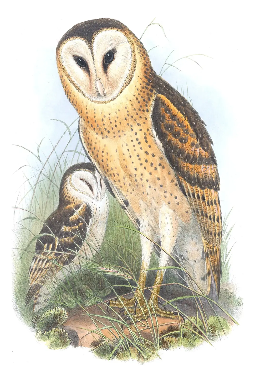 Supplement, plate 1 of Gould's The Birds of Australia: Australasian Grass-Owl (Tyto longimembris)