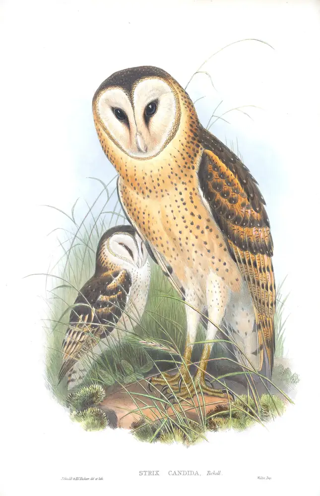 The whole sheet of supplement, plate 1, with its engraved caption