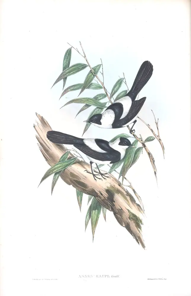 The whole sheet of supplement, plate 10, with its engraved caption