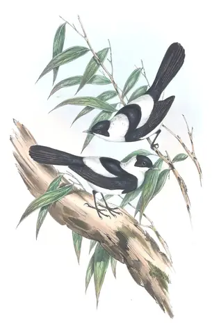 Supplement, plate 10 of Gould's The Birds of Australia: Pied Monarch (Arses kaupi)
